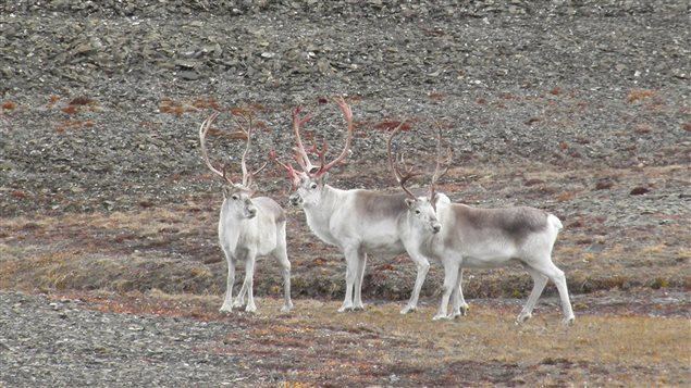 Peary caribou Peary Caribou herds rebound but future remains uncertain