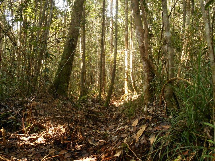 Peat swamp forest httpsecologyatgingkofileswordpresscom20140