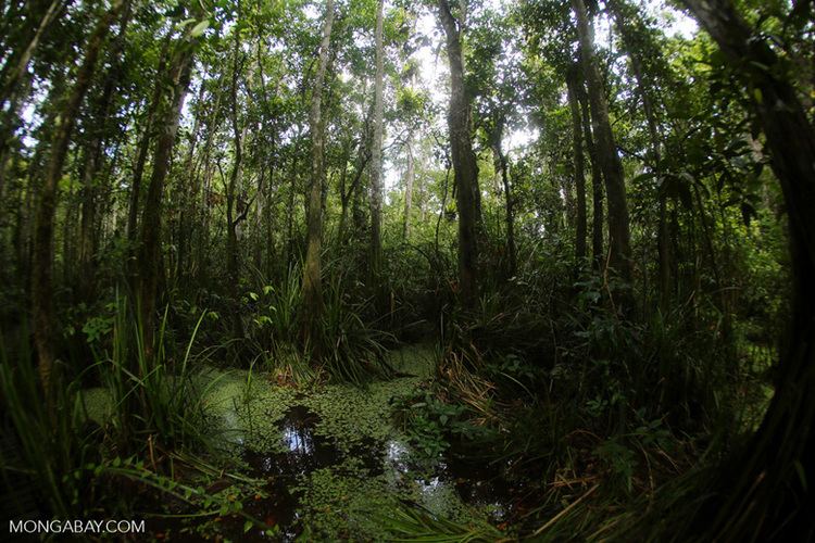 Peat swamp forest What is peat swamp and why should I care