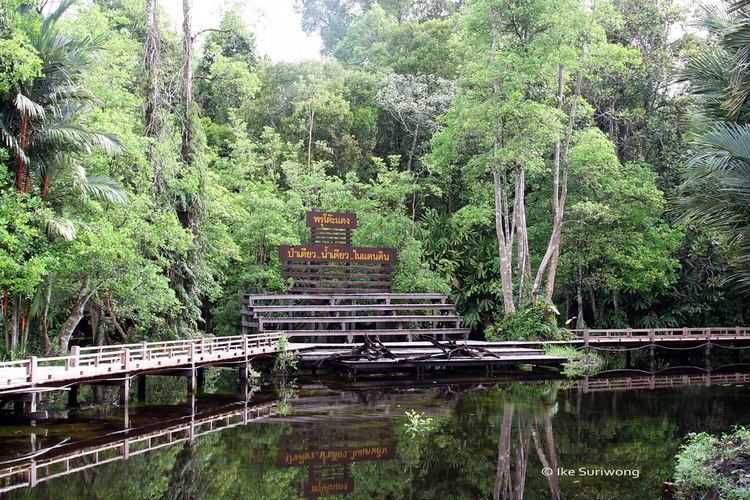 Peat swamp forest Sirinthorn Peat Swamp Forest Phuketbirdwatchingcom