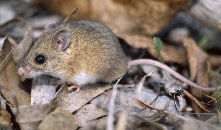 Pebble-mound mouse httpswetlandinfoehpqldgovauwetlandsspecie