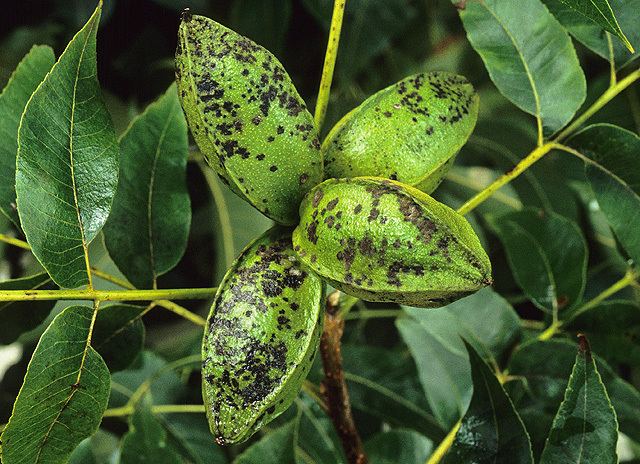 Pecan scab from bacteria could be useful against pecan scab