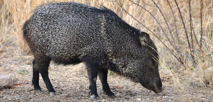 Peccary httpswwwnpsgovbibelearnnatureimagesjavel