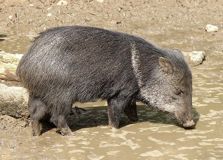 Peccary Collared Peccary Pecari Tajacu Animals AZ Animals