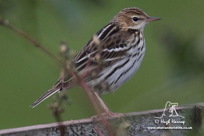Pechora pipit Surfbirds Online Photo Gallery Search Results