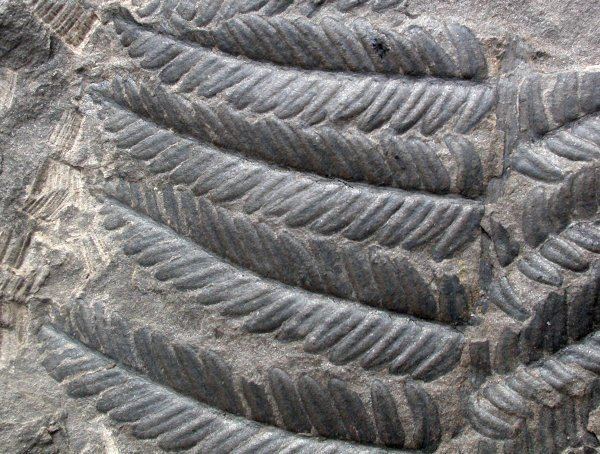 Pecopteris Pecopteris or other tree fern Fossil ID The Fossil Forum