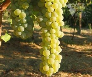Pecorino (grape) Pecorino Wine Information