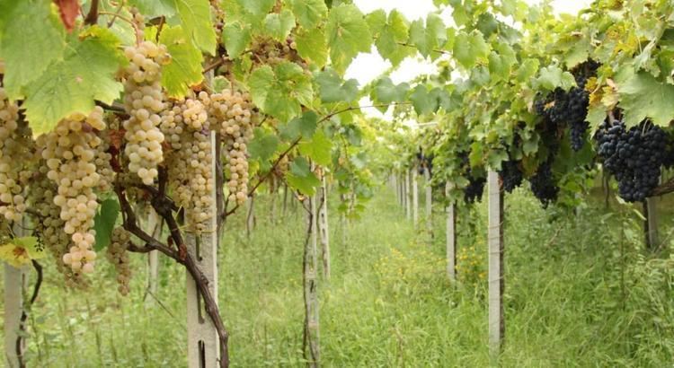 Pecorino (grape) Vigneti Radica Pecorino harvesting