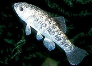 Pecos pupfish whozooorgAnlifeSS2001rachwoodpecospupfishJPG
