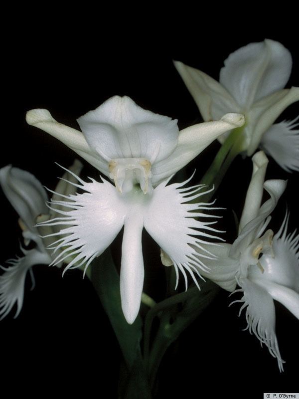 Pecteilis IOSPE PHOTOS