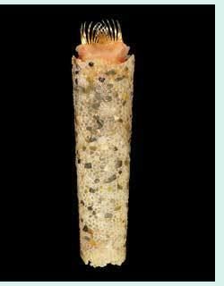 Pectinaria (worm) wwwsmssieduirlspecimagespectinariasp1jpg