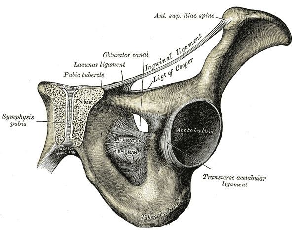 Pectineal ligament