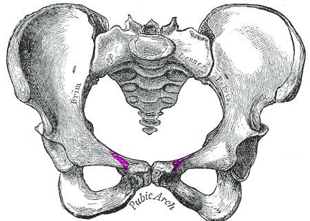 Pectineal line (pubis)