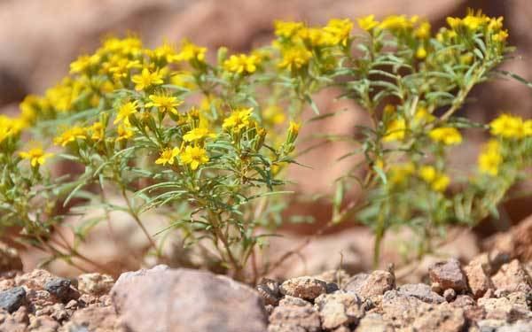 Pectis papposa Manybristle Cinchweed Southwest Desert Flora
