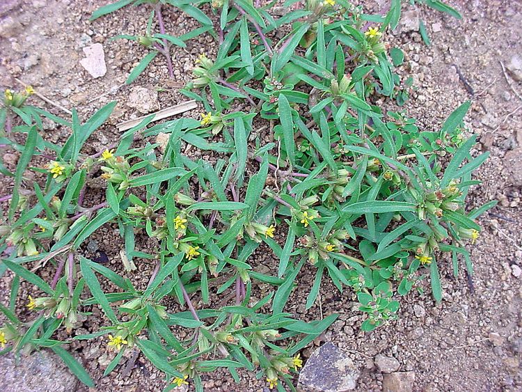 Pectis Vascular Plants of the Gila Wilderness Pectis angustifolia