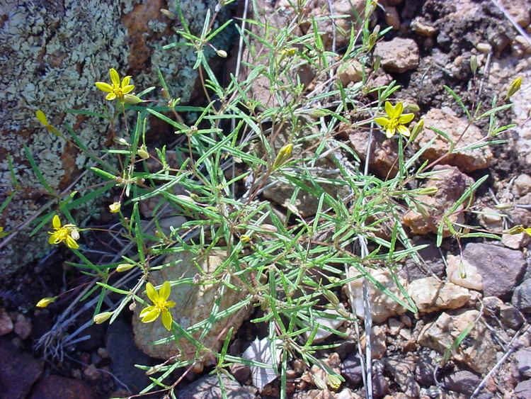 Pectis Vascular Plants of the Gila Wilderness Pectis filipes