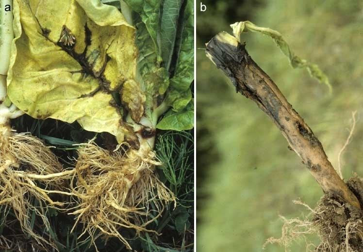 Pectobacterium Tobacco Pectobacterium spp Black soft rot of stem and leaves