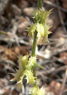 Pectocarya platycarpa httpsuploadwikimediaorgwikipediacommonsthu