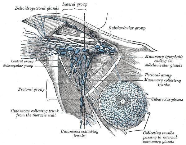 Pectoral axillary lymph nodes