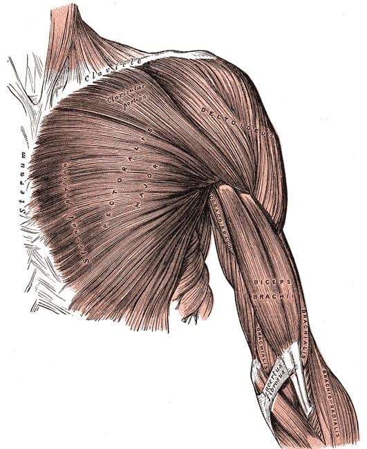 Pectoral fascia