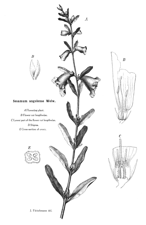 Pedaliaceae Angiosperm families Pedaliaceae R Br
