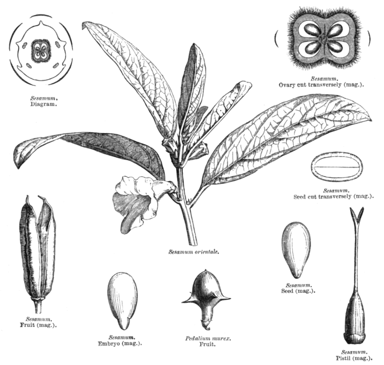 Pedaliaceae deltaintkeycomangioimagespedal608gif