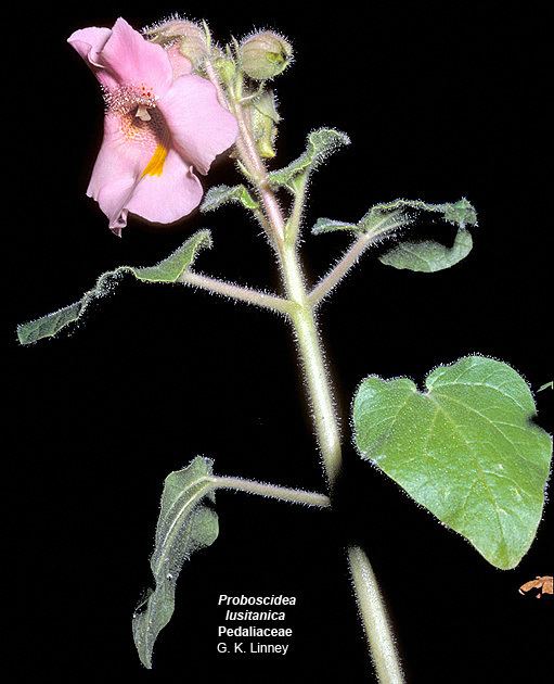 Pedaliaceae Flowering Plant Families UH Botany