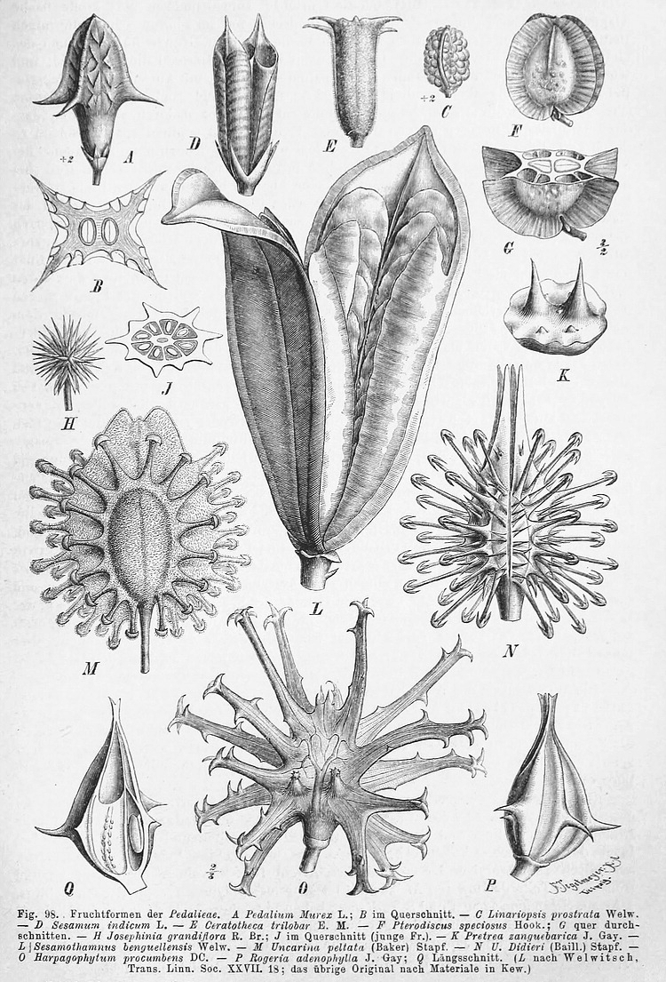 Pedaliaceae Angiosperm families Pedaliaceae R Br