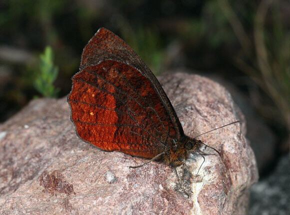Pedaliodes Butterflies of the Andes Pedaliodes pisonia