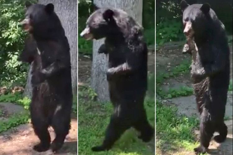 Pedals (bear) Notorious hunter accused of killing beloved bear Pedals New York Post