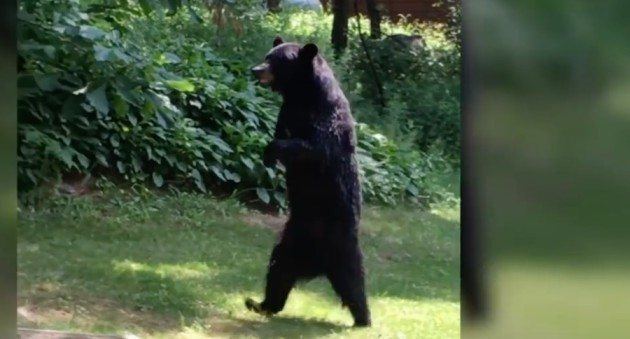 Pedals (bear) The Real Tragic Story of Pedals the Bipedal New Jersey Bear