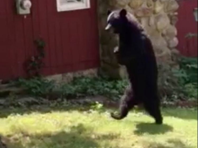 Pedals (bear) Pedals the Bear That Walks Upright Spotted Again in New Jersey