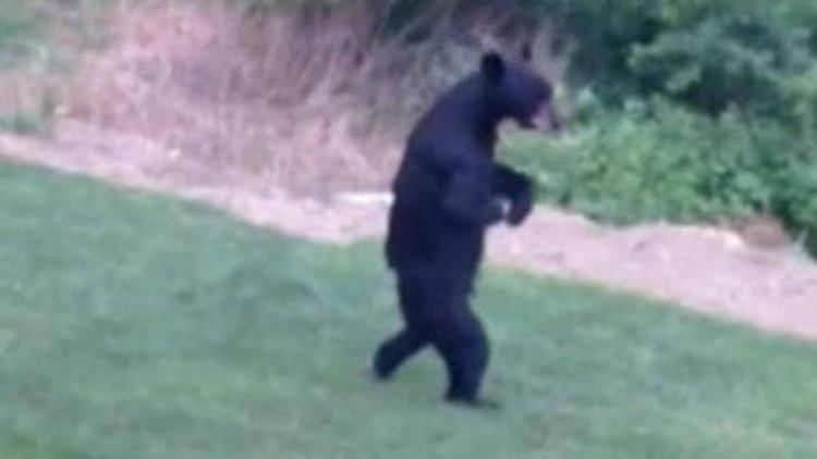 Pedals (bear) New Jersey hunt may have killed 39Pedals39 the bear abc7nycom