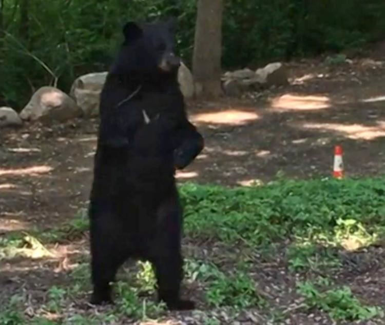 Pedals (bear) Pedals the walking bear spotted in NJ for first time in months