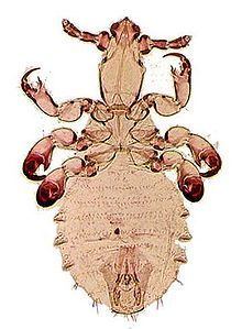 Pedicinus hamadryus httpsuploadwikimediaorgwikipediacommonsthu
