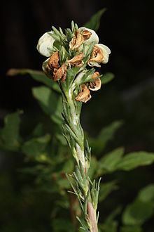 Pedicularis contorta httpsuploadwikimediaorgwikipediacommonsthu