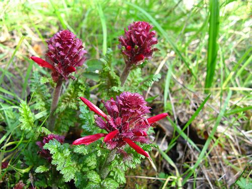 Pedicularis densiflora Pedicularis Densiflora AKA Indian Warrior for sale at Herbal Fire