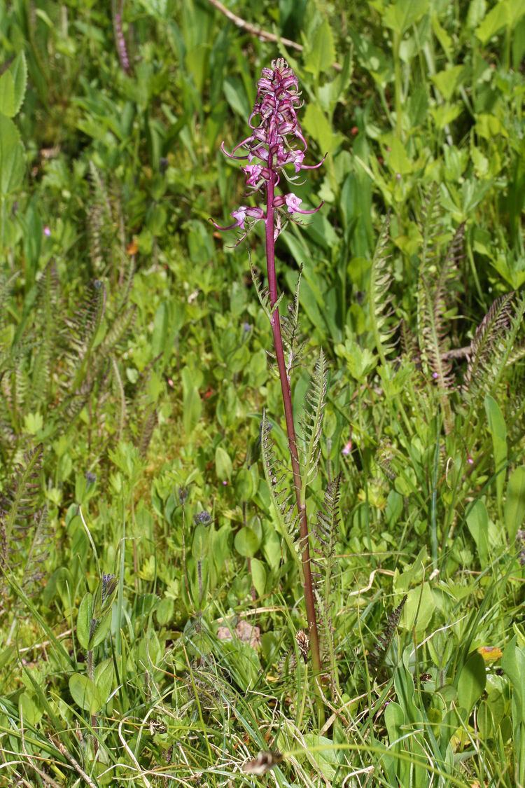 Pedicularis groenlandica Pedicularis groenlandica Wikipedia