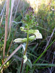 Pedicularis lanceolata httpsuploadwikimediaorgwikipediacommonsthu