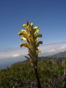 Pedicularis rainierensis httpsuploadwikimediaorgwikipediacommonsthu