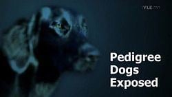 Pedigree Dogs Exposed httpsuploadwikimediaorgwikipediaenthumb3