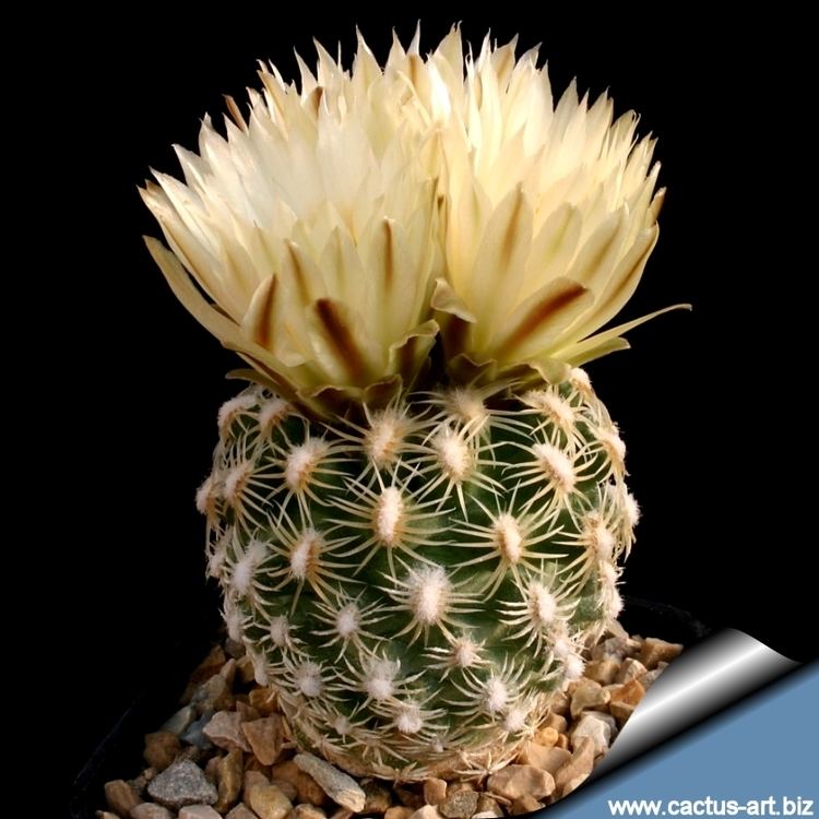 Pediocactus Pediocactus bradyi SB470 Cocomino Co Arizona USA