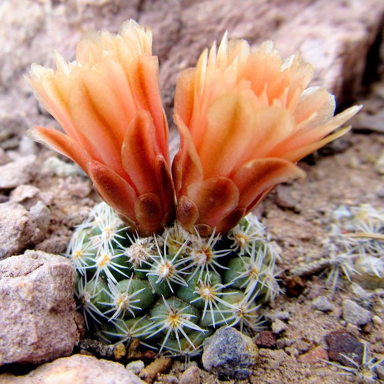 Pediocactus despainii Pediocactus despainii San Rafael Cactus Dennis Udink Flickr