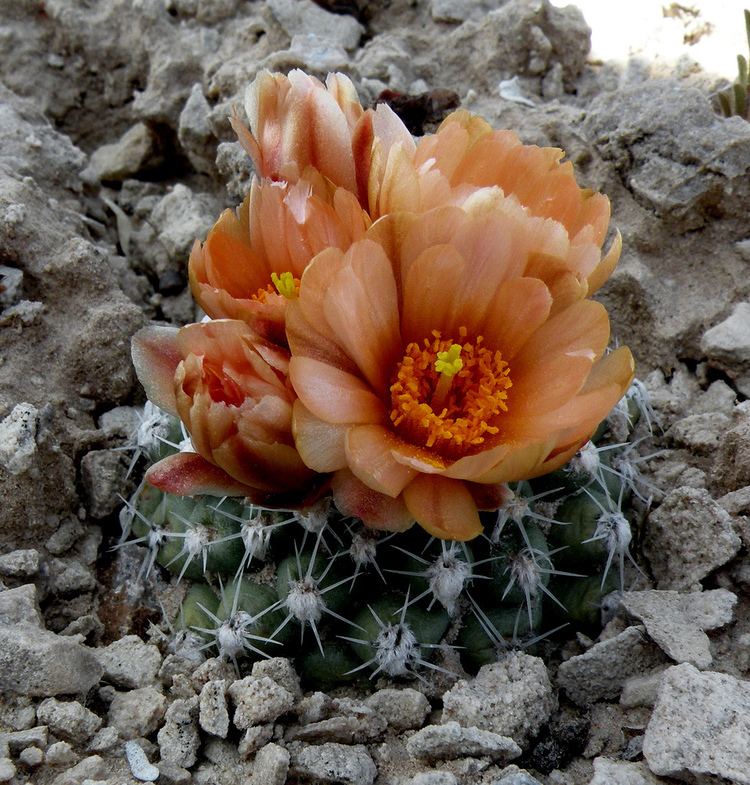 Pediocactus winkleri Winkler pincushion cactus Pediocactus winkleri Winkler p Flickr