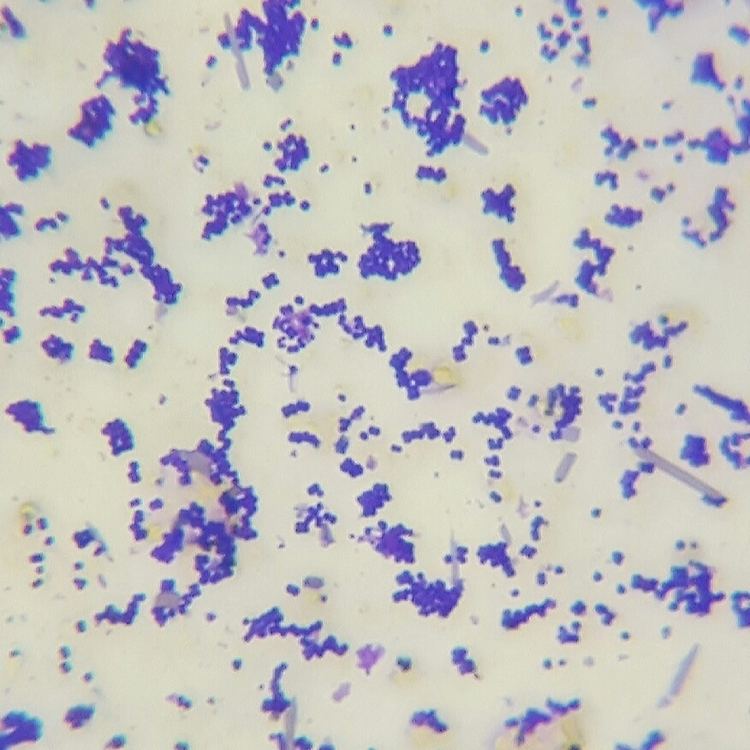 Pediococcus Sour Weapon Pediococcus pentosaceus Blend Bootleg Biology