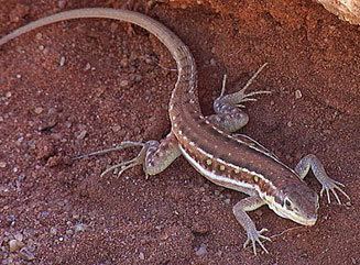 Pedioplanis lineoocellata Spotted sand lizard