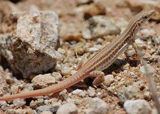 Pedioplanis namaquensis Namaqua sand lizard