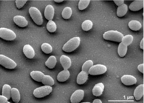 Pedobacter standardsingenomicsorgcontent5130sigs215493