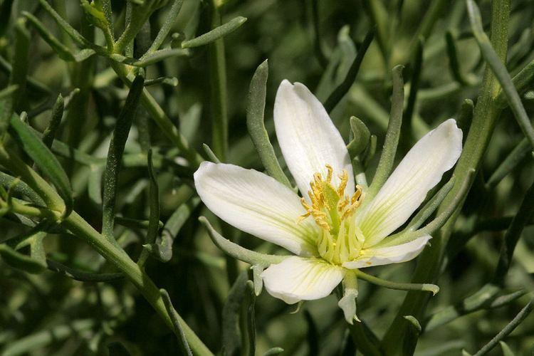 Peganum harmala SEINet Arizona Chapter Peganum harmala