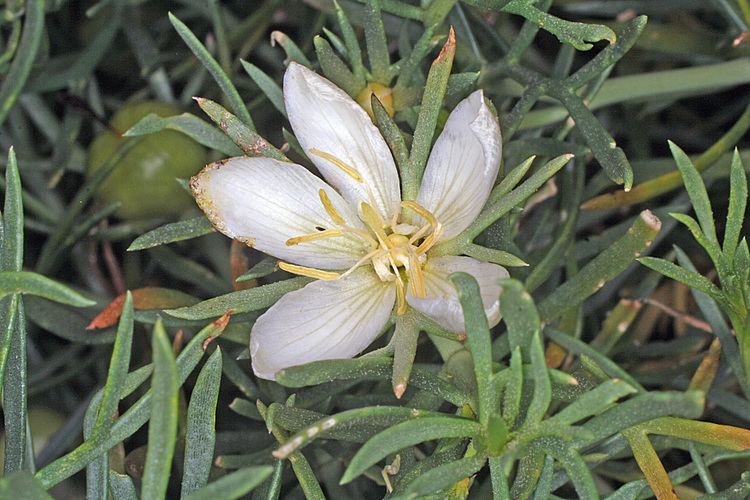 Peganum harmala Vascular Plants of the Gila Wilderness Peganum harmala